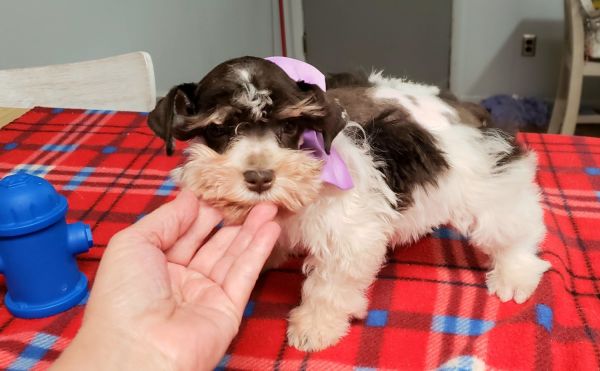 AKC MINIATURE SCHNAUZER PUPPIES