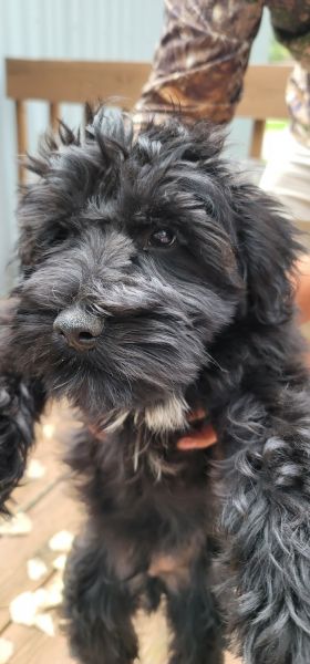 Black Miniature Schnauzer