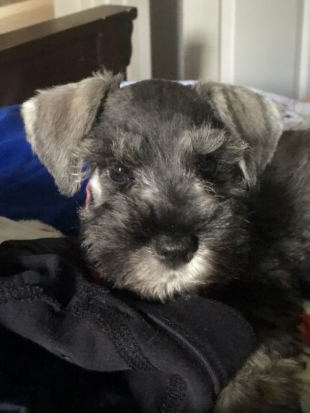 8 weeks Miniature schnauzer