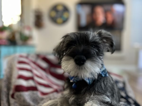Mini schnauzer