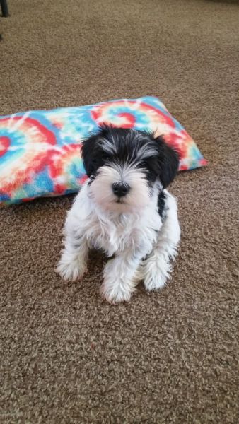 CKC Miniature Schnauzer