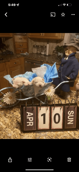 AKC puppies ready to go