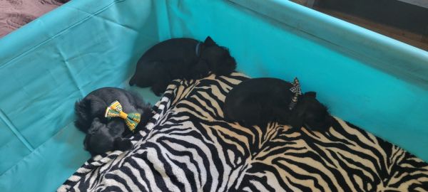 Miniature Schnauzer puppies