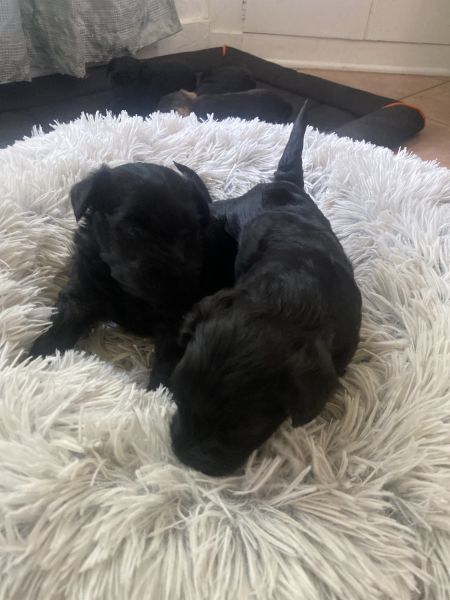 Schnauzer miniature 4 girls 1 boy 550 each