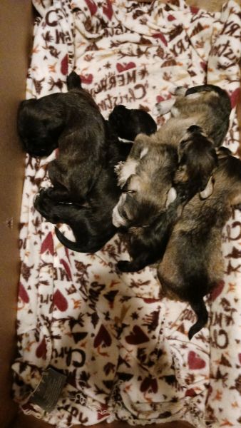 Mini Schnauzer puppies for in sale Houston Texas ***