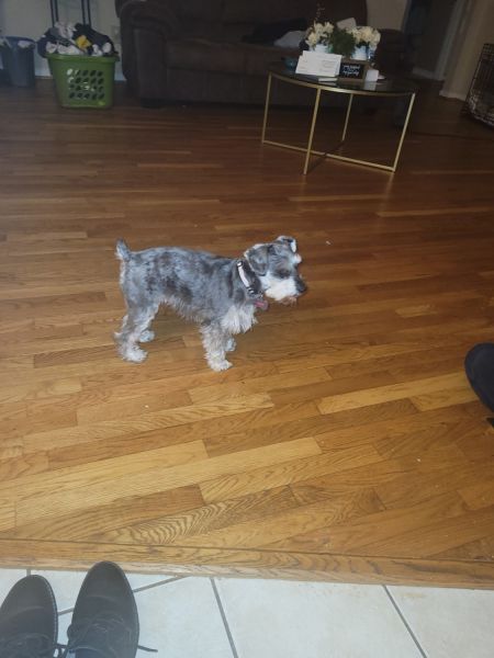 Ziggy needs loving home