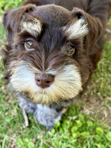 Black Heart Miniature Schnauzers