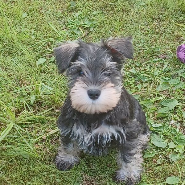 AKC miniature Schnauzers