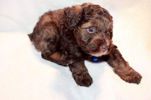 chocolate and liver and rust schnauzer