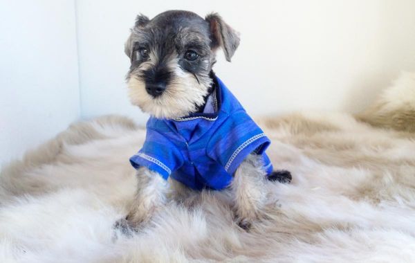 Mini Schnauzer Puppies