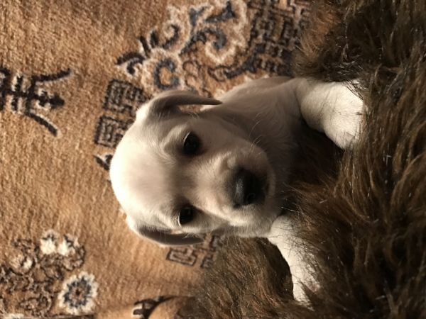 CKC Miniature Schnauzer Puppy