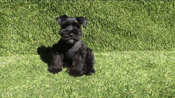 Black Male Mini Schnauzer Puppy