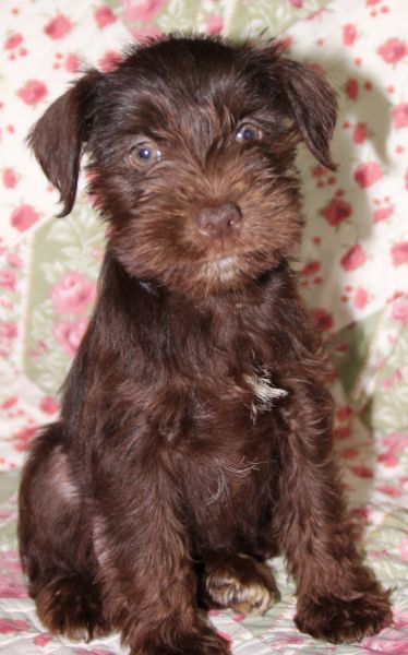 CHRISTMAS MINIATURE SCHNAUZER PUPPIES