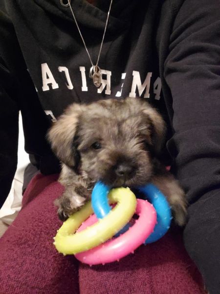 miniature schnauzers