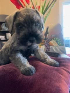 George the mini schnauzer