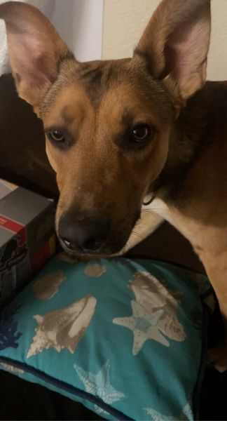 10 month old with crate and leash