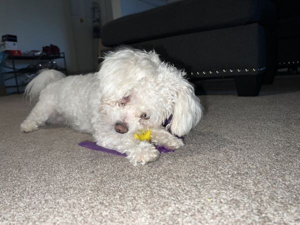 Casper a very loving dog