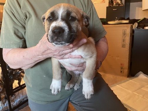 7 Puppies Looking for Forever Homes