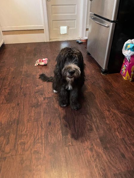 Puppy Needs Loving Home