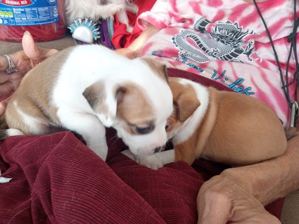 Boston Terrier/ Chiuahua mix puppies