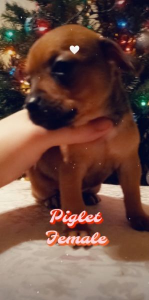 Dachshund mix puppies