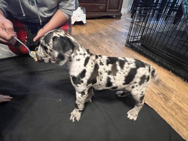 Daniffs for Christmas