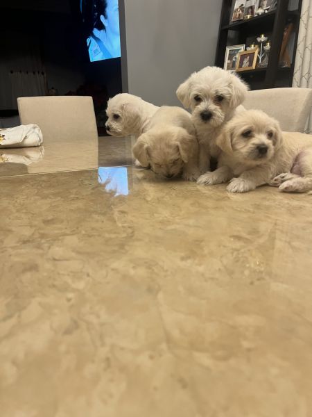 Beautiful 5 puppies 1 month and 12 days old.
