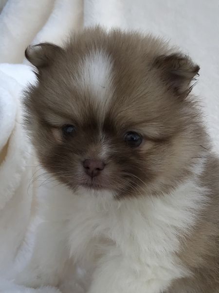 Sweet little ShihPom