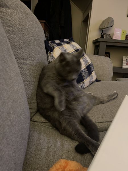 Free Cat to good home