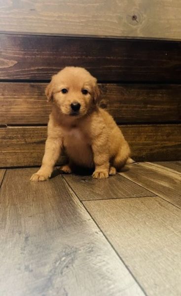 Puppies ready for new home