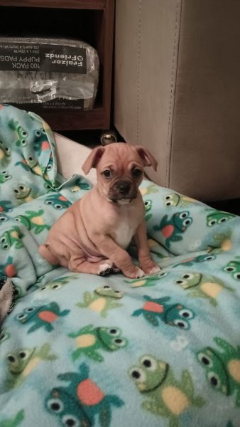 Free pug chihuahua mix