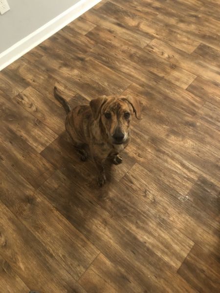 German 1yr Shepherd German