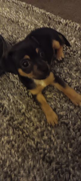 3 puppies For Sale 2 months old