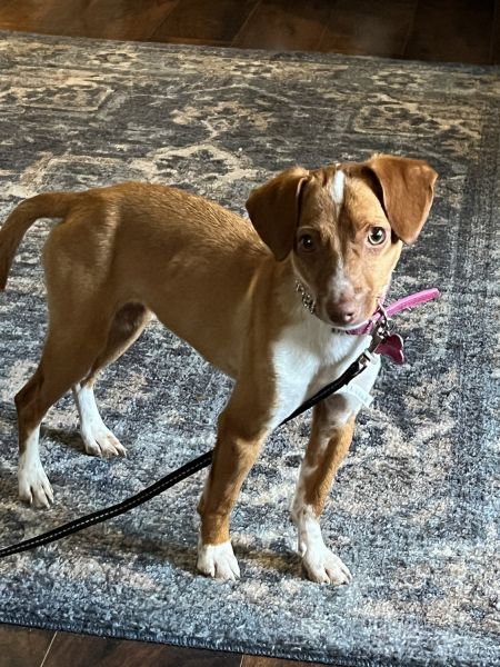 Small Puppy part Chihuahua/ Italian Greyhounf