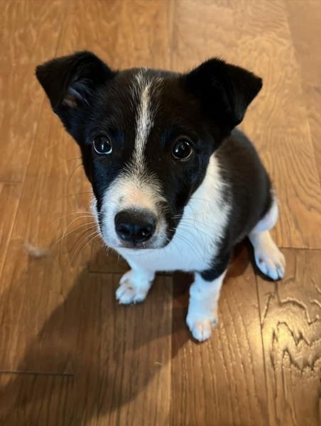 Free Puppy to loving home