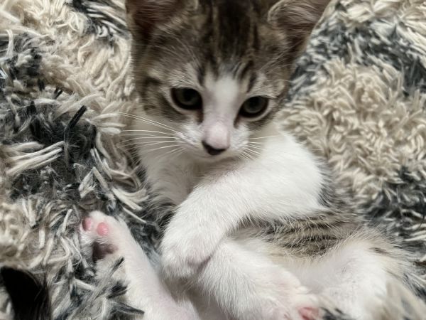 Kittens eight weeks, old shots and litter box trained