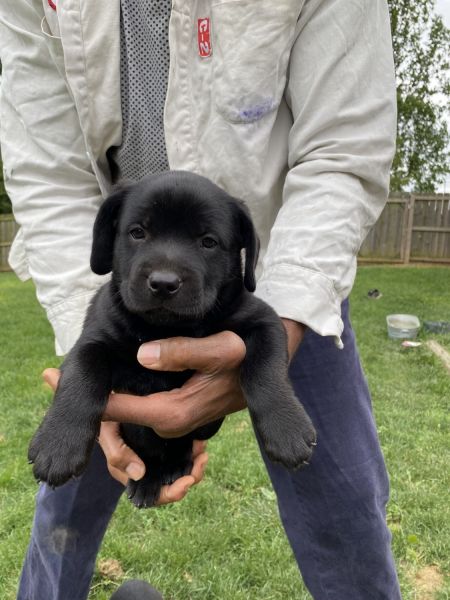 Rott-Lab / Pitt Puppies