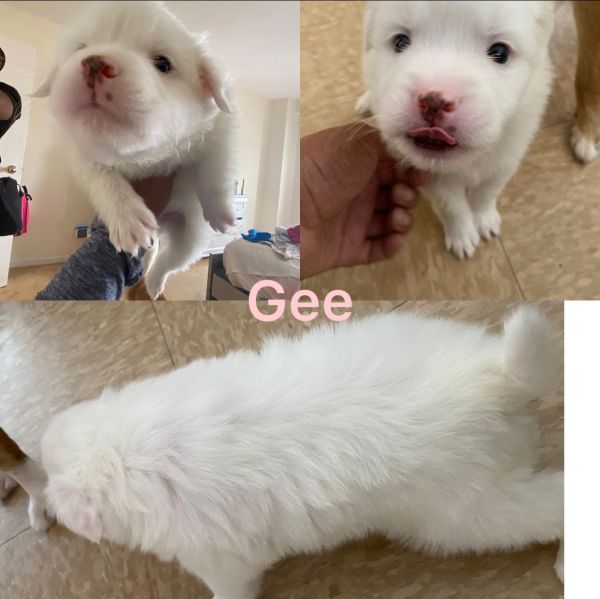 Gee 7 week old male shih-mo looking for lovable home