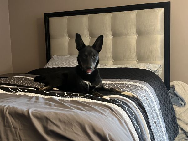 Sweet 10 month German Shepherd mix breed