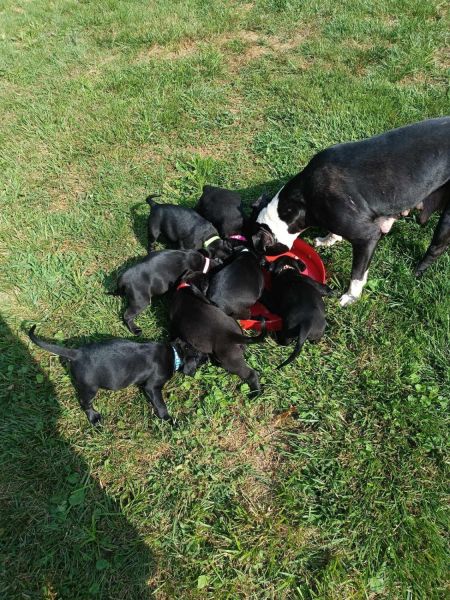 Puppies looking for a home