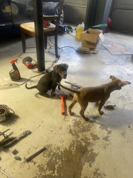 Puppies for adoption