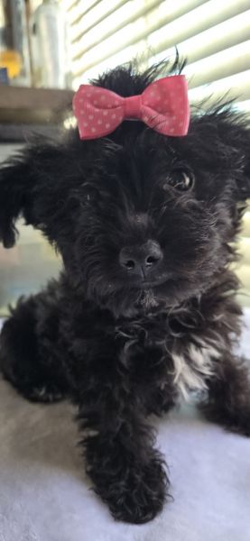 Yorkipoo,,,3 females 2 males