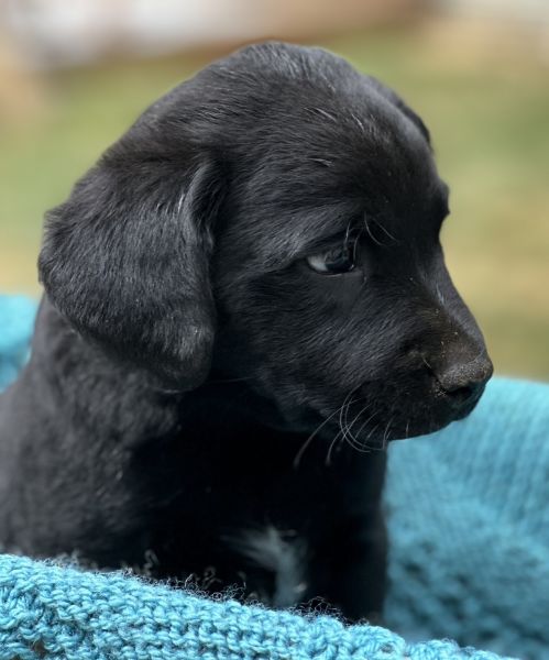 Oopsie Doodles looking for loving families