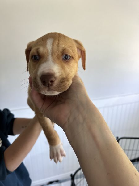 Puppies for sale! 3 females 1 male. Looking for forever homes!