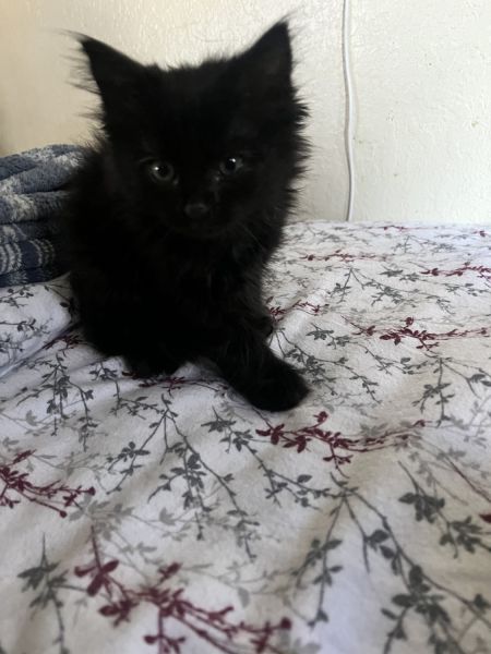 Adorable black kitties