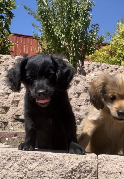 4 CUTE Cocker-Spaniel/Pomeranian-Yorkie Mix Puppies For Sale -2 Mo Old