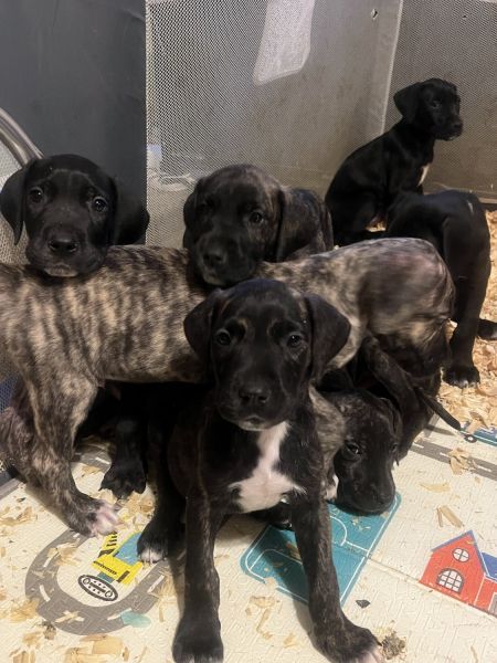 Cane Corso Great Dane mix