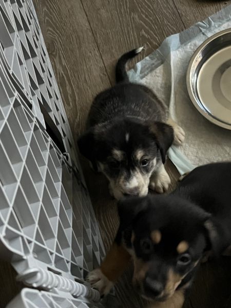 Puppies looking for new homes ready 11/18