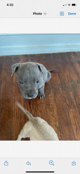 8 week old pit corso puppies