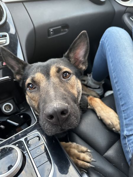 German Shepherd/Pitbull mix